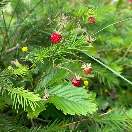 木屋 Dzeni 弗拉西克
