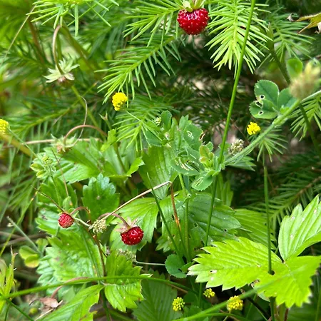 Dzeni * 弗拉西克